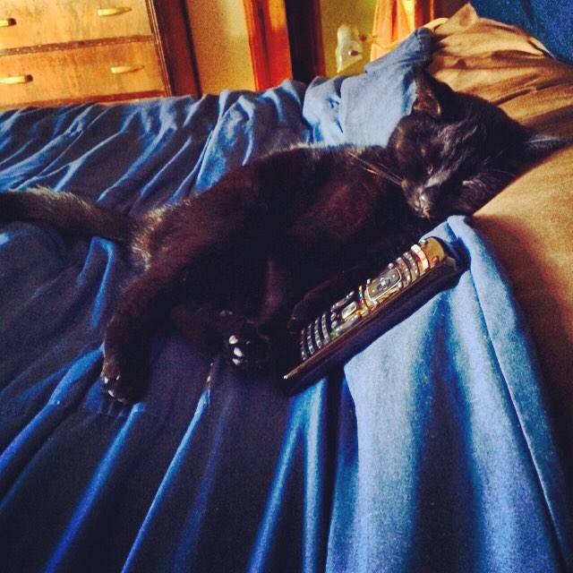 I just know this is what our cat is doing while I'm at the gallery -Hope you're all staying cool today ☀?💦? #blackcats #summer #seattle #heatwave @jjjacobjjjames